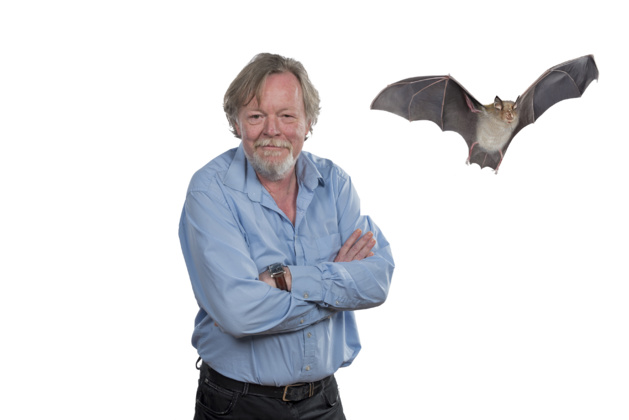 « Non, Le COVID n’a pas fait détester la chauve-souris ! »