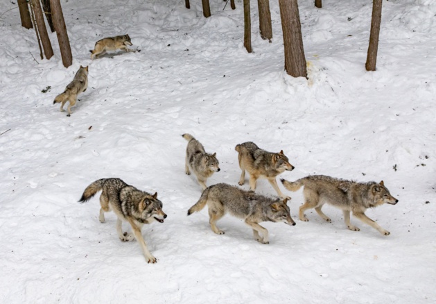 Les opposants à la loi sur la chasse dénoncent une loi ratée